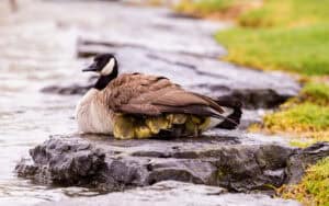 Canada goose shelters goslings on a rock, a beautiful image of protection "Under His Wings.