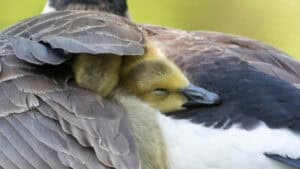Gosling nestled under mother goose's wing for protection and warmth. Under His Wings.