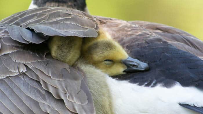 Under His Wings