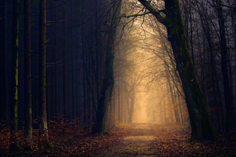 Sunlit path through a dark forest, inviting exploration and reflection on faith.