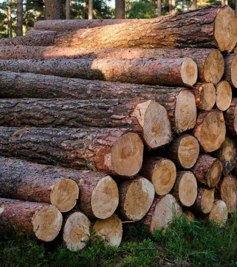 Pile of cut logs in a forest setting, potentially used for construction or firewood.